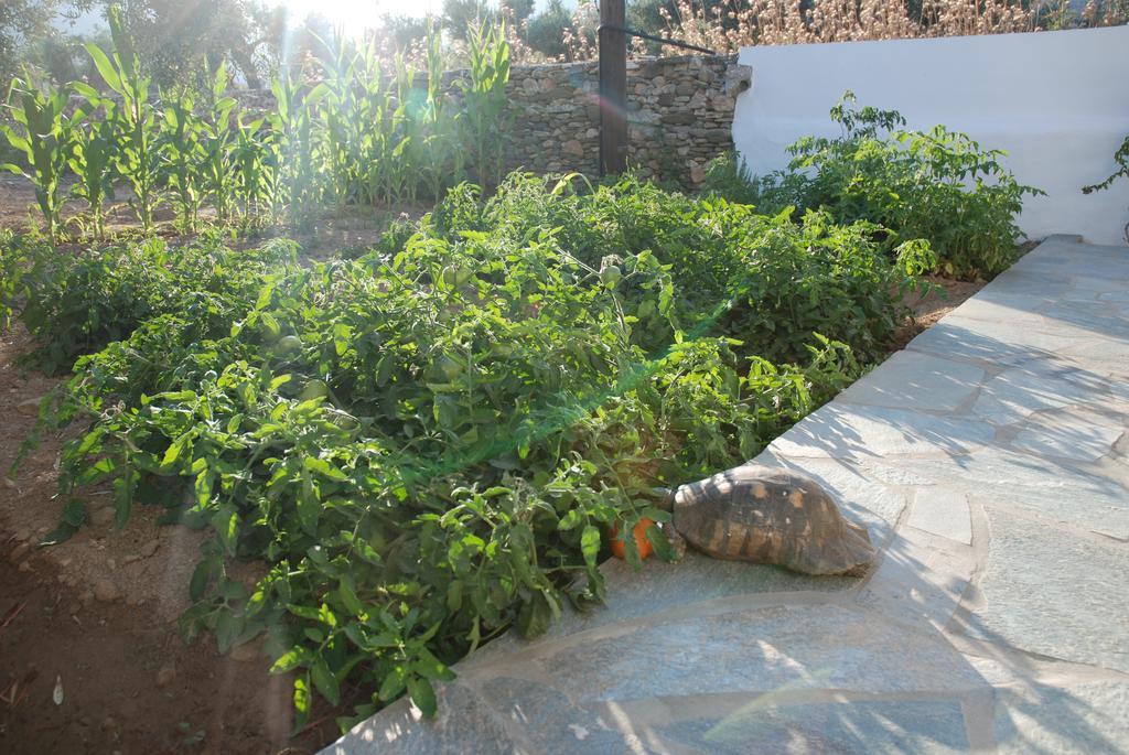 Edem Hotel Platis Gialos  Esterno foto